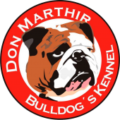 Bulldog Inglês - Don Marthir